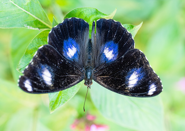 varied eggfly butterfly